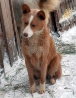 Собачье сердце