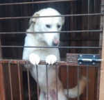 Собачье сердце